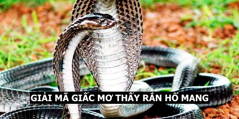 Giải mã giấc mơ thấy rắn hổ mang 