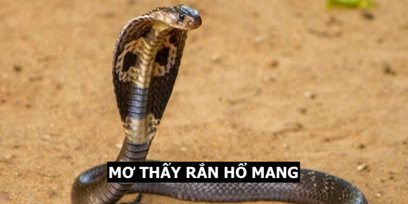 Mơ thấy rắn hổ mang